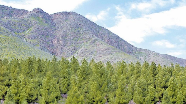 Türkmenistanda 2026–2030-njy ýyllar üçin täze Milli tokaý maksatnamasy taýýarlanyldy